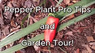 Pepper Plant Pro Tips and Florida Garden Tour