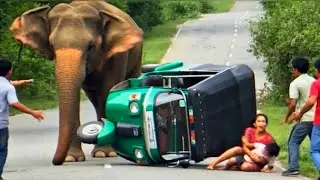🚨Wild Elephant Blocks Highway & Attacks Auto|Terrifying Highway Moment😱🐘
