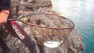 ΜΕΛΑΝΟΥΡΙΑ ΜΕ ΕΓΓΛΕΖΙΚΟ ΣΤΗΝ ΕΛΟΥΝΤΑ saddled seabream with match fishing in elounta