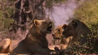 Wİld World Savannah&rsquo;s Fiercest Lion Hunts Ever Filmed | Animal Documentary 