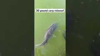 30 pound carp release 😱 #fishing #fish #release #irespectfish #carp #bigfish #fishinglife