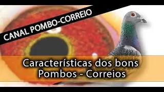 Caracteristicas dos bons Pombos - Correios