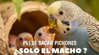 LOS MACHOS ACABAN DE SACAR A LOS POLLITOS 