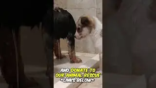 Adorable Puppy Gets Rescued from the Highway 😍 #shorts