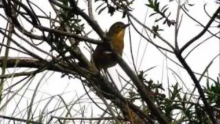 Tawny Antpitta - Grallaria quitensis - Los Nevados, C Andes
