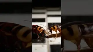 Cat Games: Cockroach Face-Off! (Videos for Cats to Watch)