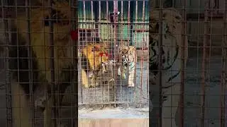 Lion vs Tiger Real Comparison
