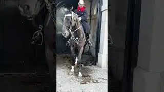 Snapshots with the King&rsquo;s Guard and their magnificent horse. #shorts