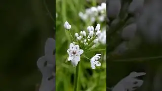 I'm in love with beautiful falling rain, I enjoy every rain drop sound🌧️⛈️