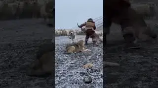 15 Wolves vs Shepherd: Incredible Showdown in Epic Wilderness Battle #wildlife #nature #animals
