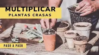Dos formas de multiplicar plantas crasas - Bricomanía - Jardinatis