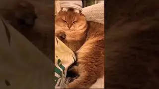 Relax before bed | Расслабьтесь перед сном | Nature Beauty Shorts Feed
