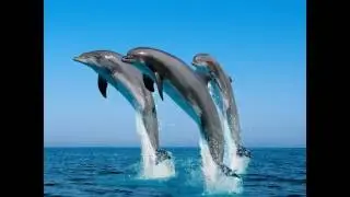 Beautiful Arctic  Save the Arctic