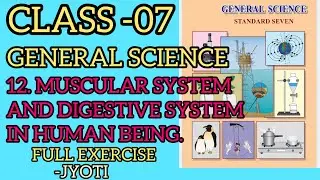 Class 07 |general science|12..The muscular system and digestive system in human being| full exercise