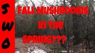 EARLY Spring Mushroom Hunting