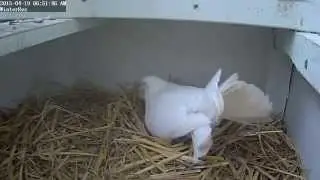 Fantail Dove Eggs Hatch, & First Feeding