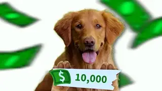 How Much Does a Dog REALLY Cost? Lifetime Calculator By Breed (2026)