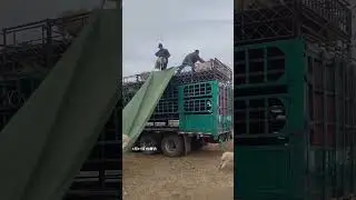 Sheep transport