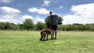 K9 Barry male malinois family protection dog doing off leash obedience