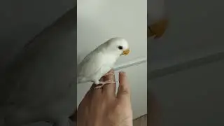 I'm obsessed with the pureness of this white lovebird ❤️🤍