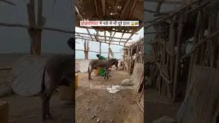 | Hardworking Woman Surviving in extreme Heat (+60&deg;C)#ethiopia #africa #addisababa #shorts