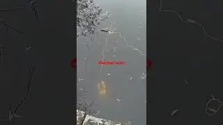 Chasing dory andervate drone