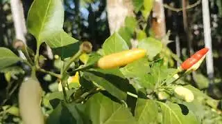 #bhaiti#amargaon#bhuban#bhaitisvlogs