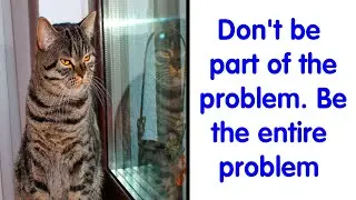 Hilarious and Relatable Cat Memes from This Must-Follow IG Page - Funny Cat