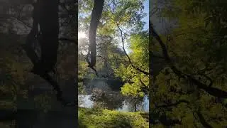 Autumn's Arcane Anthem #shorts #autumntrees #mysticalmusic #vibrantcolors #serene