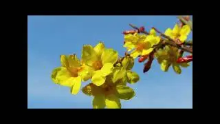迎春花 Winter Jasmine 2026年
