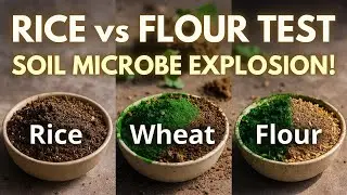 Rice vs Wheat vs Flour The SHOCKING Soil Microbe Test Every Gardener Must See!