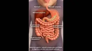 How Garlic Affects Your Digestion | 3D Body Animation