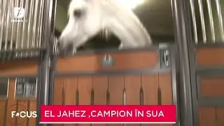 Un cal cât un regat întreg