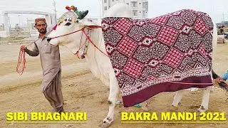 Sibi Mela Winner 2021 - 4 Dant - Cow - Sibi - Bhagnari - Atang Cow - Cow Mandi 2021