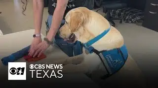 Lonestar makes his last visit to CBS Texas as a service dog in training