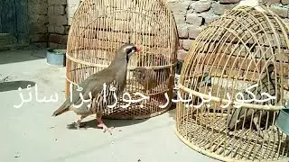 Chakor  breeding pair/big size chakor female