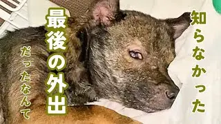 【実話】飼い主に捨てられ恐怖で震える2歳の犬との出会いました。  