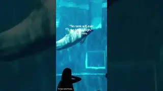 Thanks, But NO Tanks. Help speak up for dolphins at DolphinProject.com 🐬 #dolphin #orca #animals