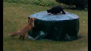 Fox and Cat