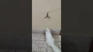 Max and Mishu are playing with their toys😻 #max #mishu #trending #viral #cutepet #play #catcute #fyp
