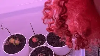 Serial Manifestors LLC is live! Avocado Bonsai Trees 🥑! #avacado#tree#bonsai#indoor#growlight