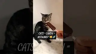 Why Cats Can&rsquo;t Taste Sweets 🍭😼 The Weird Truth! #cats #cat #catshorts