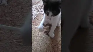 Baby kitten playing with a straw asmr 165