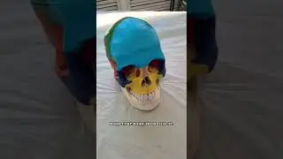 Нижняя челюсть и осанка, в чем связь ?#howtomassage #massage #tutorial #neckmassage #больвспине