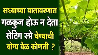 सध्याच्या #वातावरणात #गळकुज होऊ न देता सेटिंग स्प्रे घेण्याची #योग्य_वेळ कोणती ?।#Dr_Kisan#द्राक्ष।