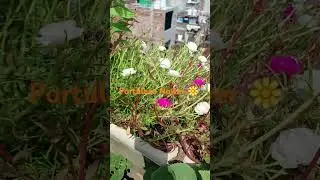 Portulaca rose flower #portulacaflower #gardenzonens