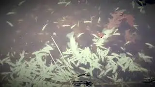 Śnięte ryby w bagienku  Przyducha pod lodem..