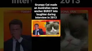 Grumpy Cat Makes News Anchor BURST Into Laughter