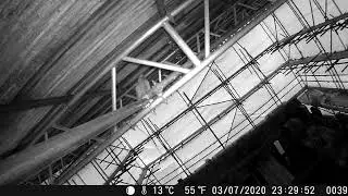 Wild Bird catch on wildlife Camera