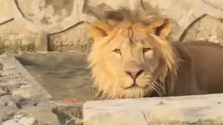 Swat Zoo Lion swimming in water pond || Swat Zoo || Lion Swimming ||#swatzoo 